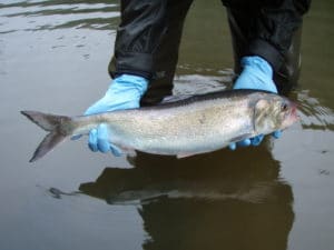 A photo of an Allis shad