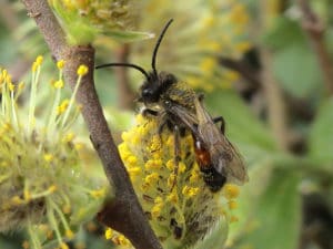 A photo of a Perkins Mining Bee