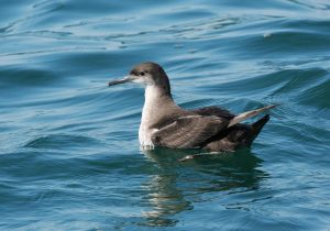 A photo of a Balearic Shearwater