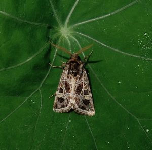 A photo of a beautiful gothic moth