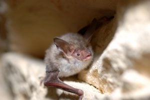 A photo of a Bechstein's Bat