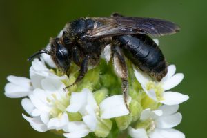 A photo of a black mining bee