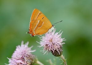 A photo of a brown hairstreak