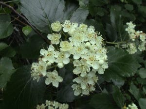 A photo of Devon Whitebeam