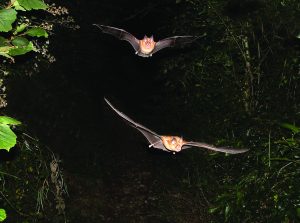 A photo of a Greater Horseshoe bats