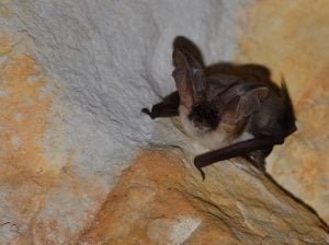 A photo of a grey long eared bat