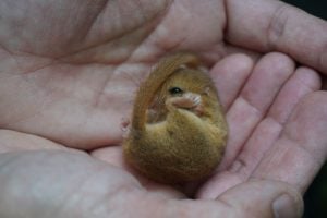 A photo of a hazel dormouse