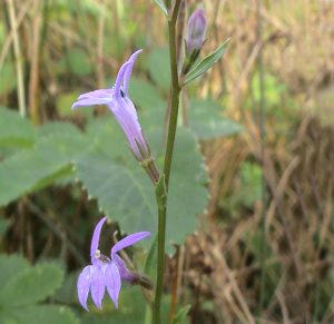 A photo of heath lobelia