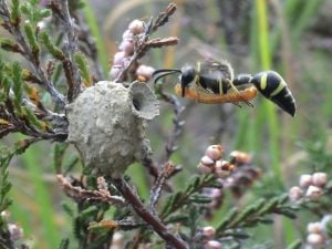 A photo of a heath potter wasp