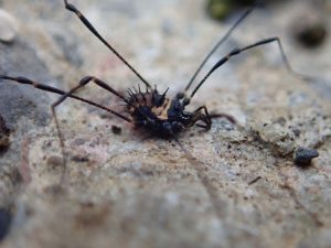 A photo of a hedgehog harvestman