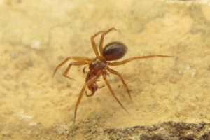 A photo of a horrid ground weaver spider