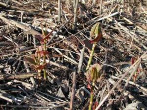 Japanese knotweed shoots in early spring