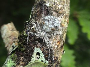 A photo of a lichen running spider