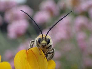 A photo of a long horned bee