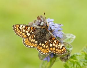 A photo of a marsh fritillary