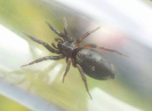 A photo of a moon spider