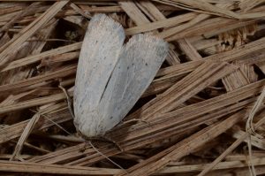 A photo of Morris Wainscot