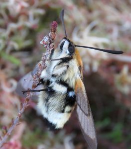 A photo of a narrow bordered bee hawk moth