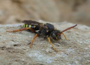 A photo of a six banded nomad bee