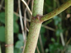 Purple Speckled stems of Japanese Knotweed