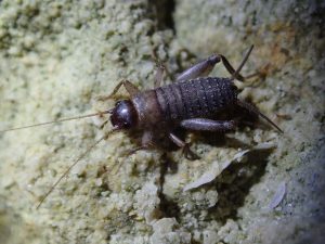 A photo of a scaly bush cricket