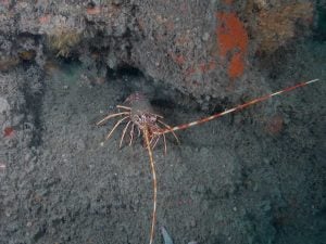 A photo of a spiny lobster