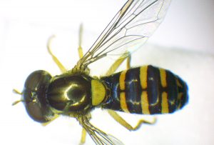 A photo of a Totem Hoverfly