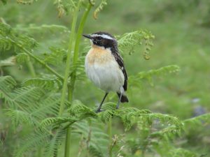 A photo of a whinchat