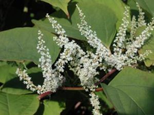 White flowers of Japanese Knotweed