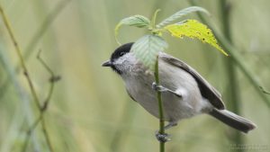 A photo of a willow tit