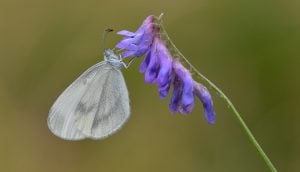 A photo of a wood white