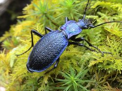 A photo of Carabus intricatus