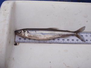 A photo of a smelt