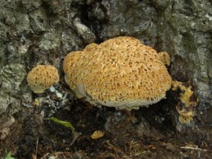 A picture of an Oak Polypore fungus