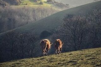 Cows walking into the distance in misty fields in Devon