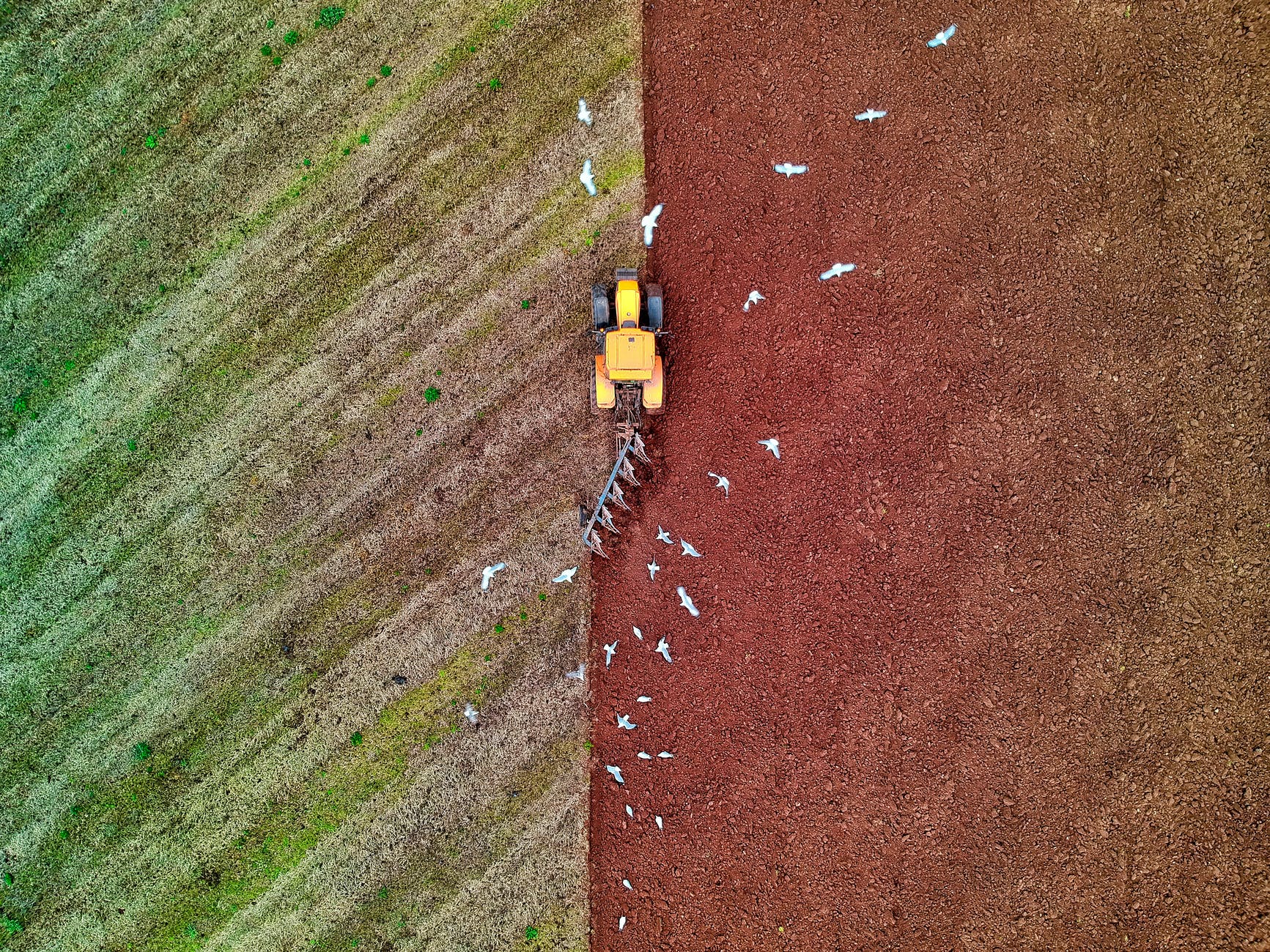 An aerial view of a Tractor ploughing a field and gulls in the sky above circling