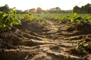 tractor marks through soil