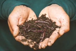 worms in soil in someones hands