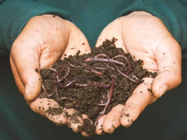 worms in soil in someones hands