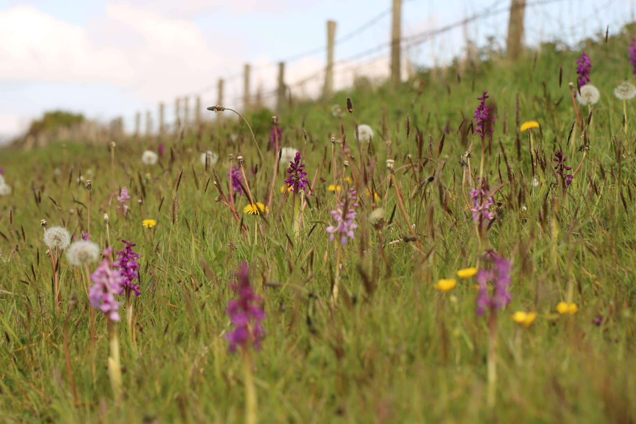 A picture of orchids in a road verge