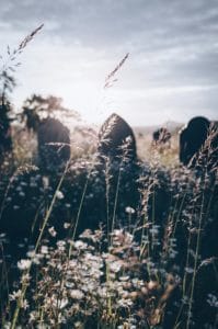 Graveyards in the background with oxeye daisies and long grass in front