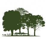 drawing of trees