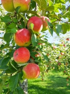 A photo of apples on a branch in an orchard