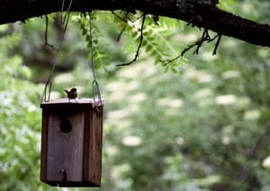 A bird sat on a bird box swinging in the trees