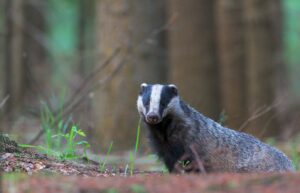 A badger in a woodland