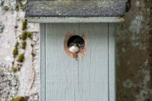 Two swifts sticking their head out of a nest box