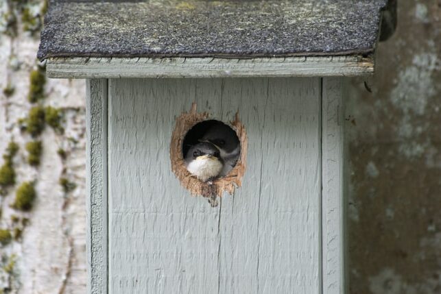 Two swifts sticking their head out of a nest box