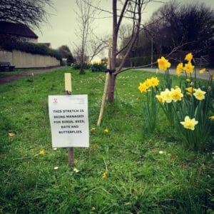 Daffodils in a community wildlife area