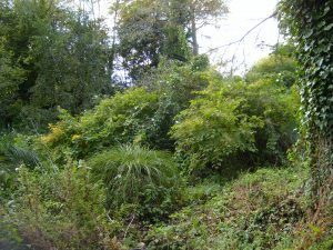 Japanese knotweed original stand at Bicton gardens