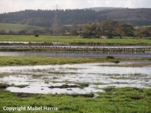 Exminster marshes